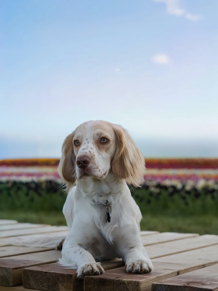 bennithecocker post