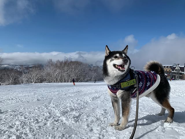 Instagram post by @exike: ☺︎ コジ丸地方はいつも☃️降る降るサギばっかりだから… 雪遊びに来ちゃったぜぃ🐾🐶🎶🤣🏂 天気も良くて☀️気持ちイイね✨