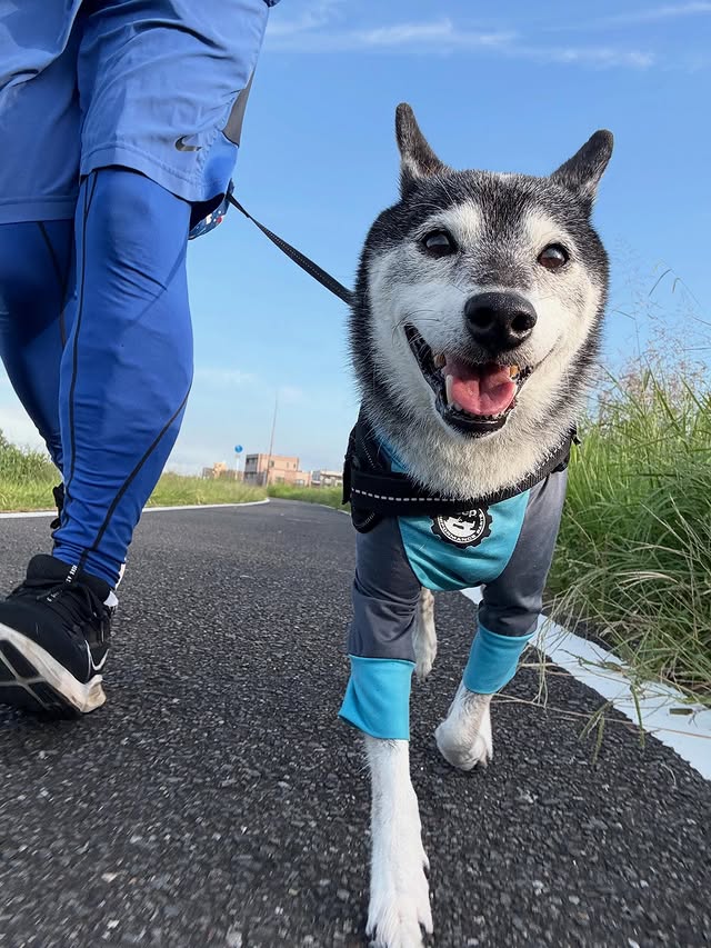 Instagram post by @exike: ☺︎ おはよ〜ござい丸🐶 今日も元気にニッコニコ朝ん歩RUN🐾👟 #柴犬 #黒柴 #日本犬 #千葉犬 #柴犬のいる生活 #柴犬のいる暮らし #わんこと一緒 #犬かわいい #イッヌ #コジ丸 #コ…