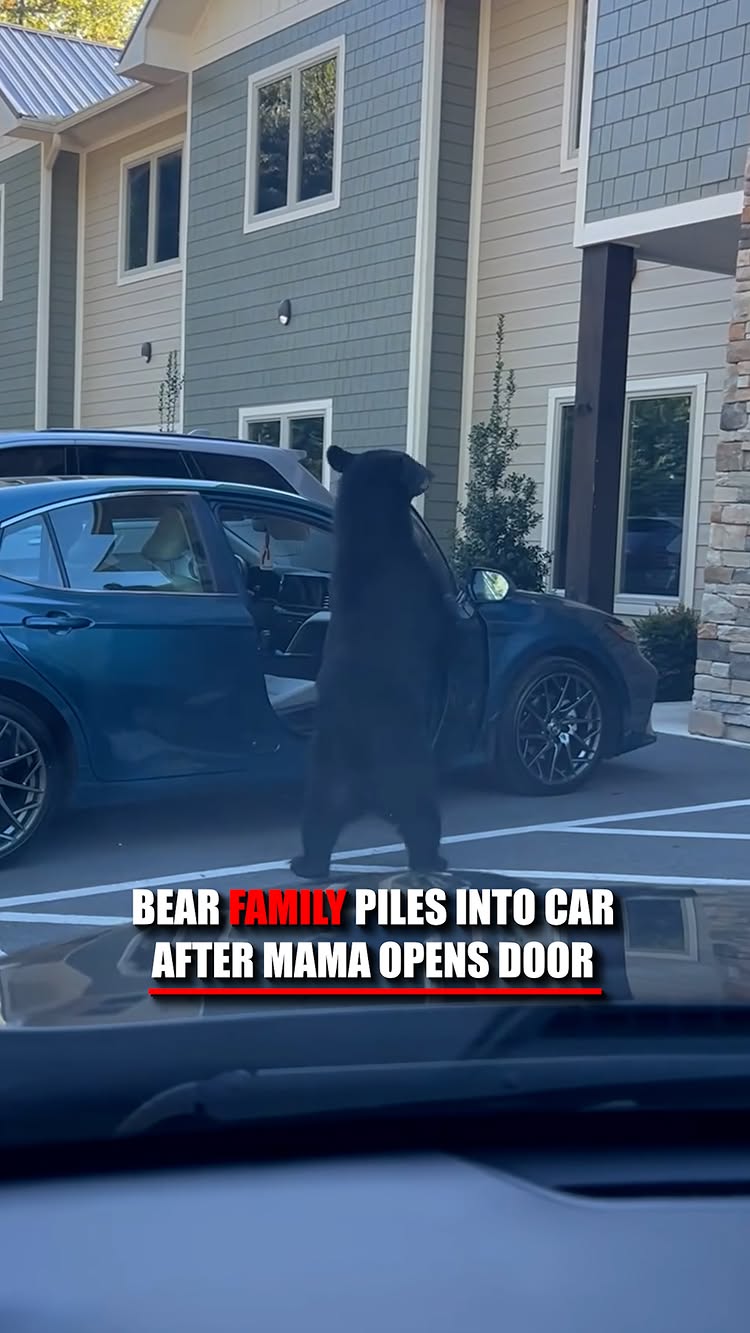Instagram post by @foxnews: WATCH: A mama bear casually opens the door of a parked car before leading all four of her cubs insid…