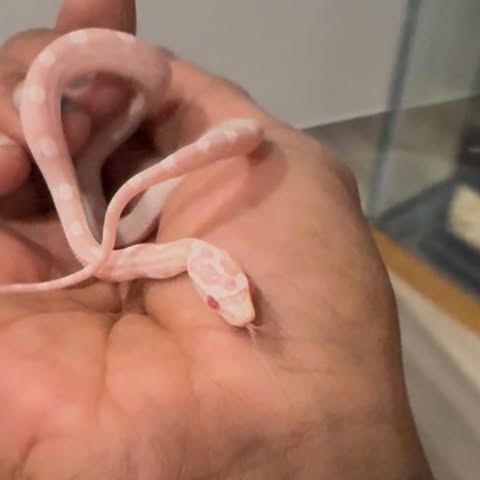 Instagram post by @its.monicalynne: Meet Pepper! I got a baby snow corn snake today & I love him already! He has to stay in his new litt…