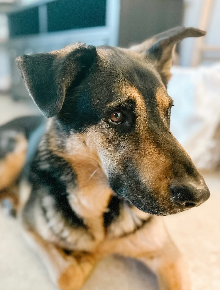 Instagram post by @itslindseyfox: Our sweet boy Duke unexpectedly passed away on Thursday 💔 We are so heartbroken but know he is up i…