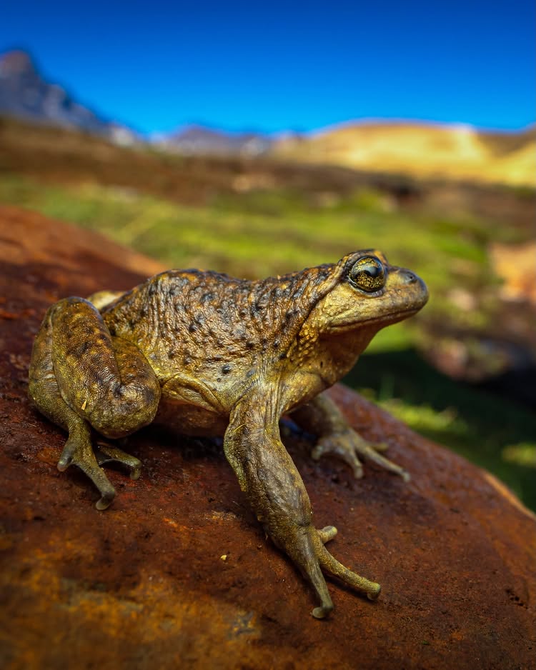 Instagram post by @leonardodicaprio: Less than 1,000 Pehuenche Spiny-chest Frogs are left in the wild—and on Monday, August 10, the Chile…