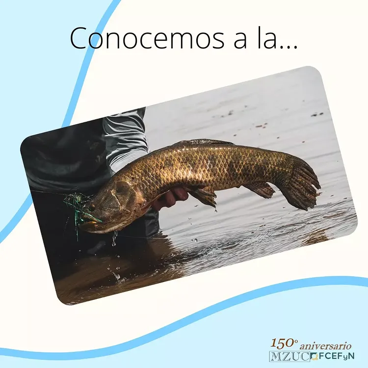 museodezoologia post